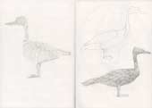 Sketchbook A4-03, 016. Line drawings, pencil (ducks and geese).