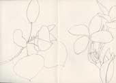 Sketchbook A5-06, 09. Line drawing, pencil (garden plants).