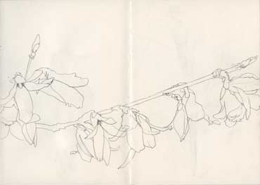 Sketchbook A5-06, 02. Line drawing, pencil (flowering branch).