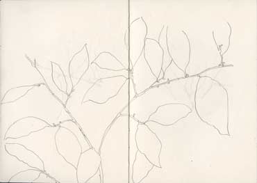 Sketchbook A5-06, 04. Line drawing, pencil (leafy branch).